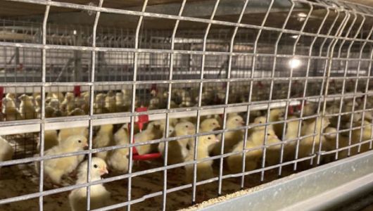 Льготное финансирование для агропромышленного сектора Пензенской области